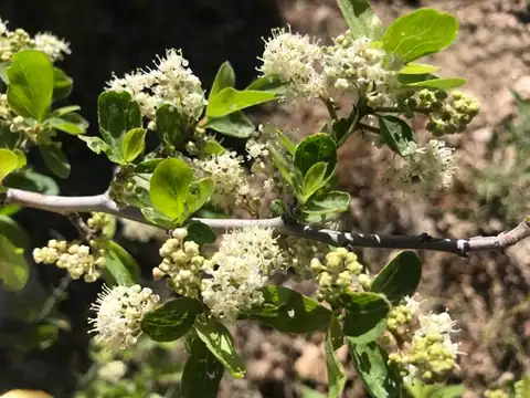 Foto dokumenter Ceanothus martini