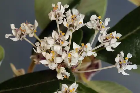 Foto dokumenter Ceanothus megacarpus