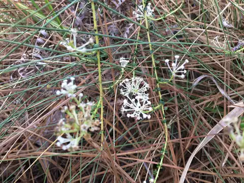 Foto dokumenter Ceanothus microphyllus