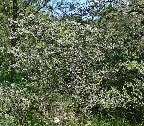 Foto dokumenter Ceanothus papillosus
