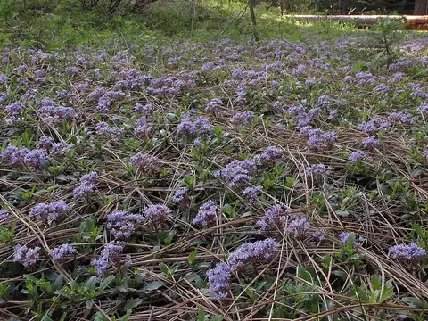 Foto dokumenter Ceanothus prostratus