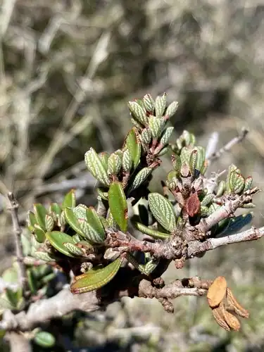 Foto dokumenter Ceanothus roderickii