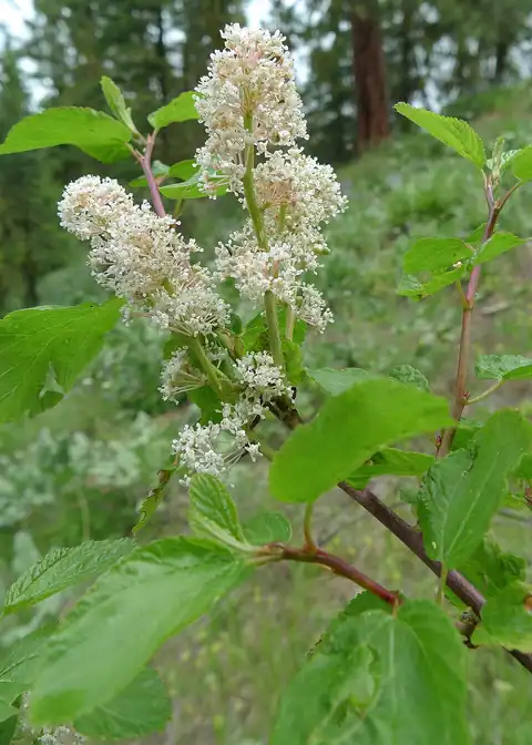 Foto dokumenter Ceanothus sanguineus