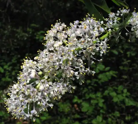 Foto dokumenter Ceanothus spinosus