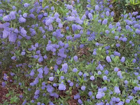 Foto dokumenter Ceanothus thyrsiflorus