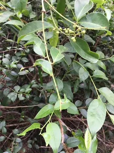 Foto dokumenter Celastrus hindsii