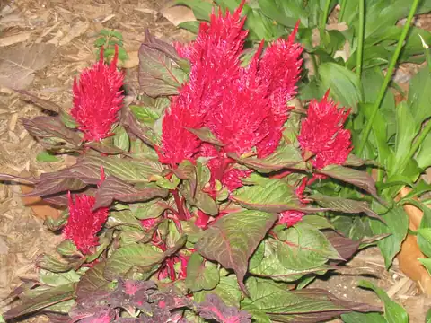 Celosia argentea dalam bentuk plumosa sebagaimana dicatat sumber.