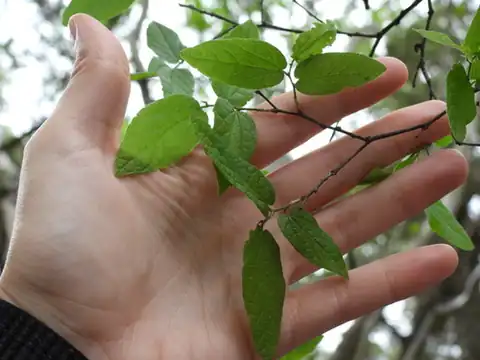 Foto dokumenter Celtis lindheimeri