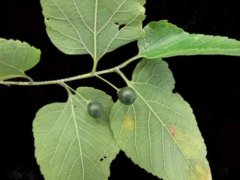 Foto dokumenter Celtis occidentalis