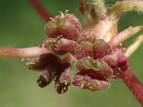 Foto dokumenter Centella asiatica