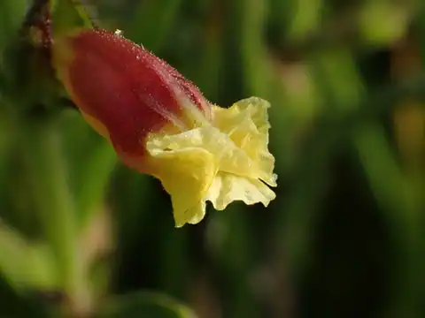 Foto dokumenter Centranthera cochinchinensis