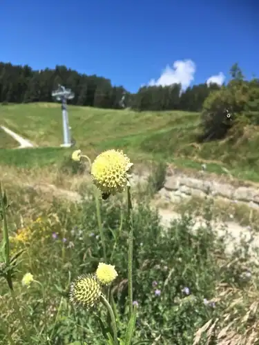 Foto dokumenter Cephalaria alpina