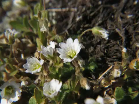 Foto dokumenter Cerastium arcticum