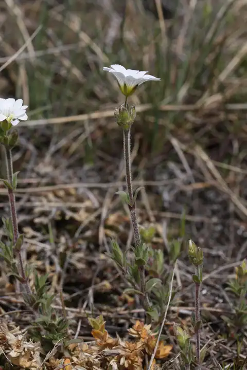 Foto dokumenter Cerastium arvense