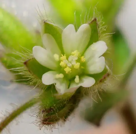 Foto dokumenter Cerastium brachypetalum