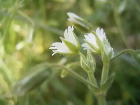 Foto dokumenter Cerastium fontanum