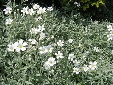 Foto dokumenter Cerastium tomentosum