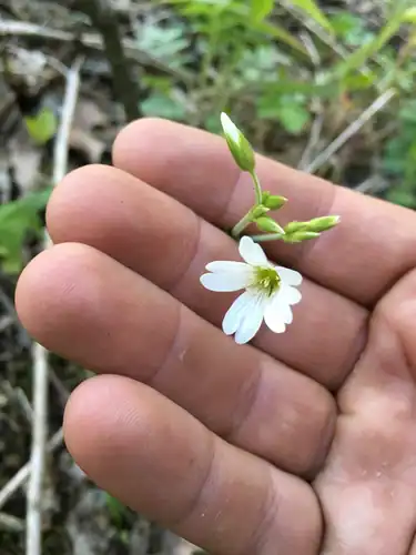 Foto dokumenter Cerastium velutinum