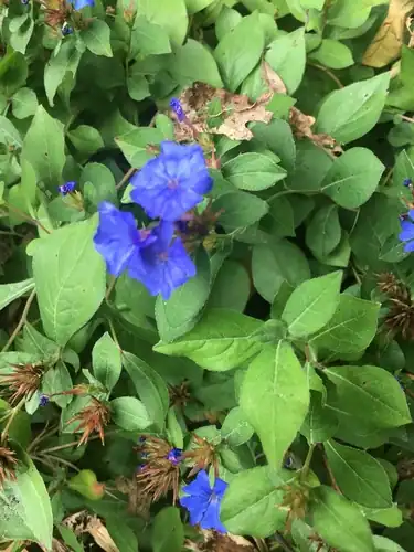 Foto dokumenter Ceratostigma plumbaginoides