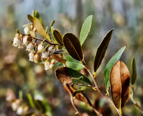 Foto dokumenter Chamaedaphne calyculata