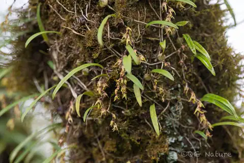 Foto dokumenter Bulbophyllum reptans