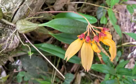 Foto dokumenter Bulbophyllum retusiusculum