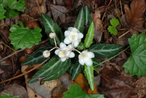 Foto dokumenter Chimaphila maculata