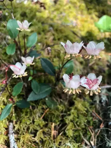 Foto dokumenter Chimaphila menziesii