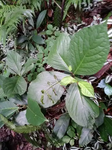 Foto dokumenter Chloranthus oldhamii