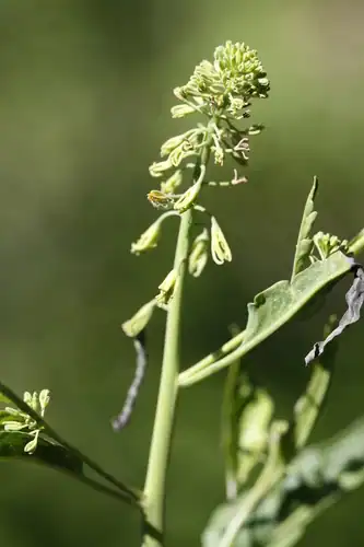 Foto dokumenter Chlorocrambe hastata