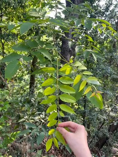 Foto dokumenter Choerospondias axillaris