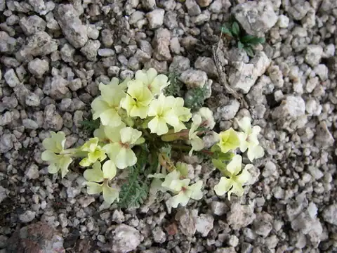 Foto dokumenter Chorispora macropoda