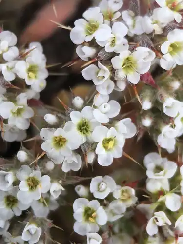 Foto dokumenter Chorizanthe spinosa
