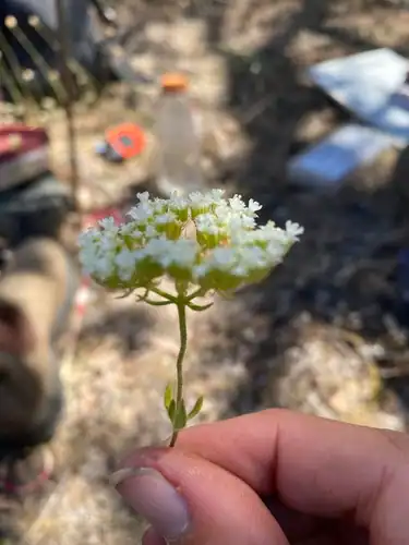 Foto dokumenter Chorizanthe stellulata