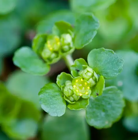 Foto dokumenter Chrysosplenium oppositifolium