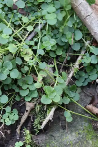 Foto dokumenter Chrysosplenium ramosum
