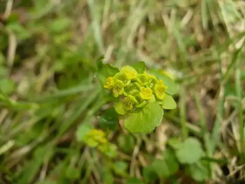 Foto dokumenter Chrysosplenium serreanum