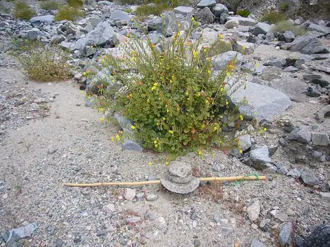 Foto dokumenter Chylismia cardiophylla