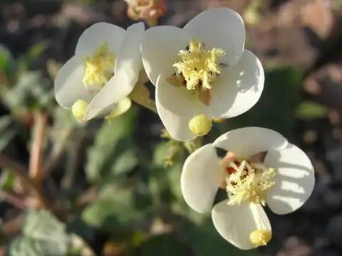 Foto dokumenter Chylismia claviformis