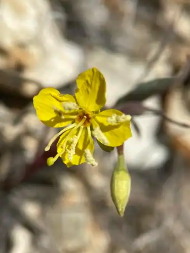 Foto dokumenter Chylismia scapoidea