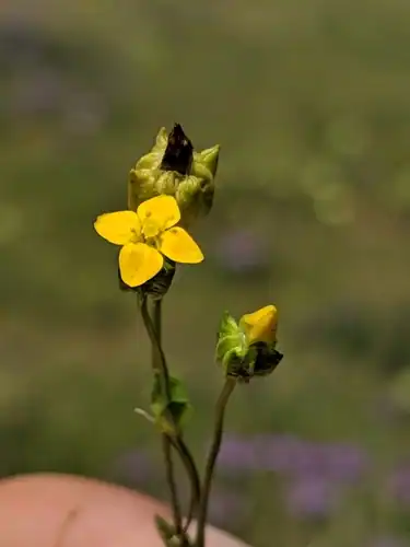 Foto dokumenter Cicendia quadrangularis