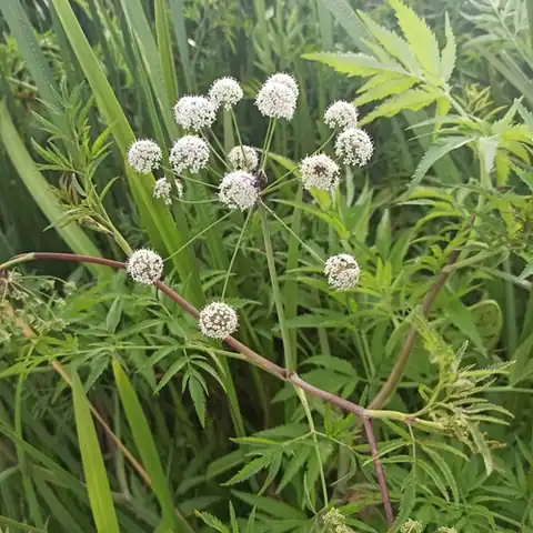 Foto dokumenter Cicuta virosa