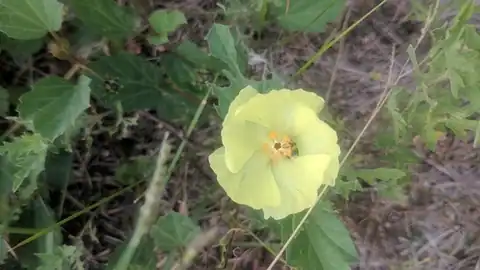 Foto dokumenter Cienfuegosia drummondii