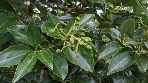 Foto dokumenter Cinnamomum kotoense