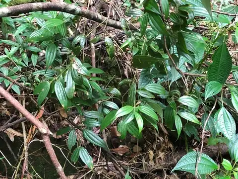 Foto dokumenter Cinnamomum subavenium