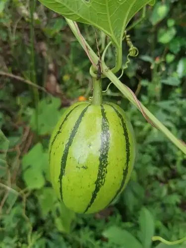 Foto dokumenter Cionosicys macranthus