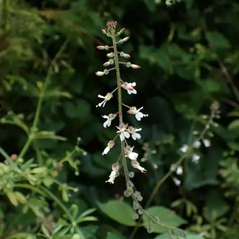 Foto dokumenter Circaea lutetiana