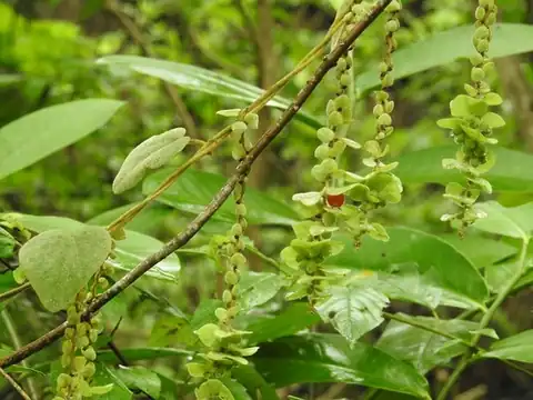 Foto dokumenter Cissampelos pareira