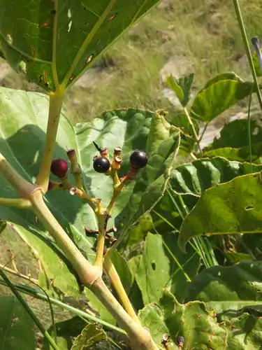Foto dokumenter Cissus adnata