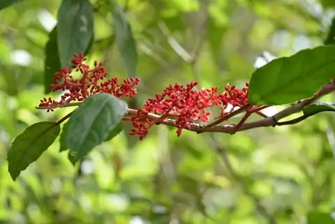 Foto dokumenter Cissus biformifolia